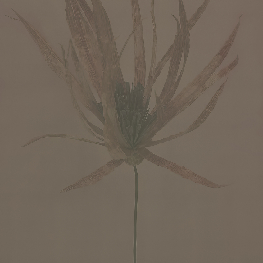 TRANSLUCIDO-Wall&deco-moderndesign.io