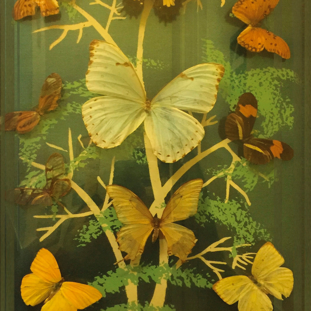 Madame Butterfly-Wall&deco-moderndesign.io
