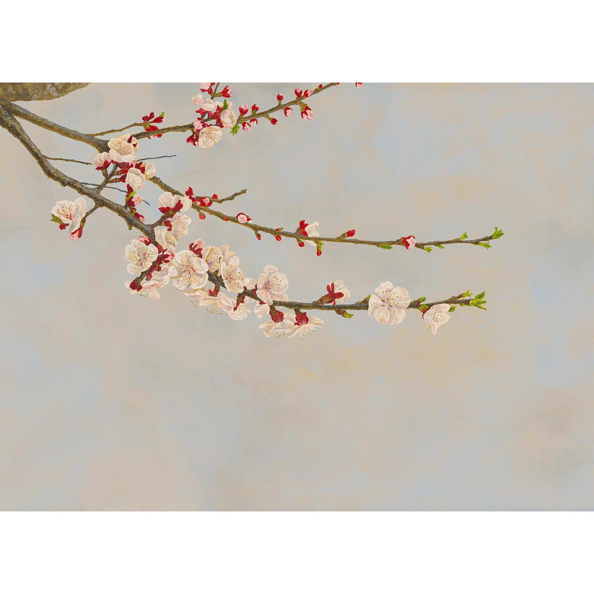 Apricot-Tecnografica-moderndesign.io