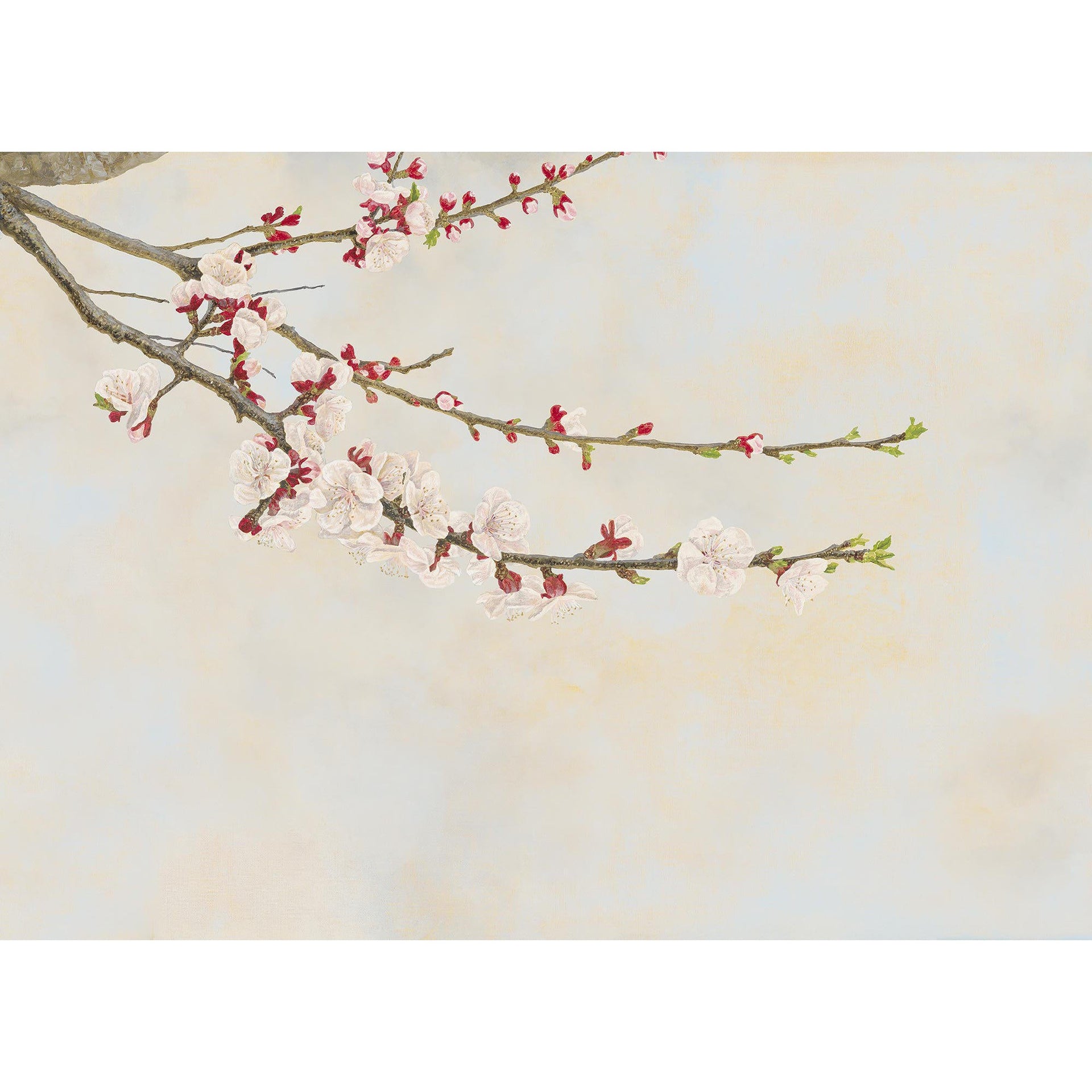 Apricot-Tecnografica-moderndesign.io