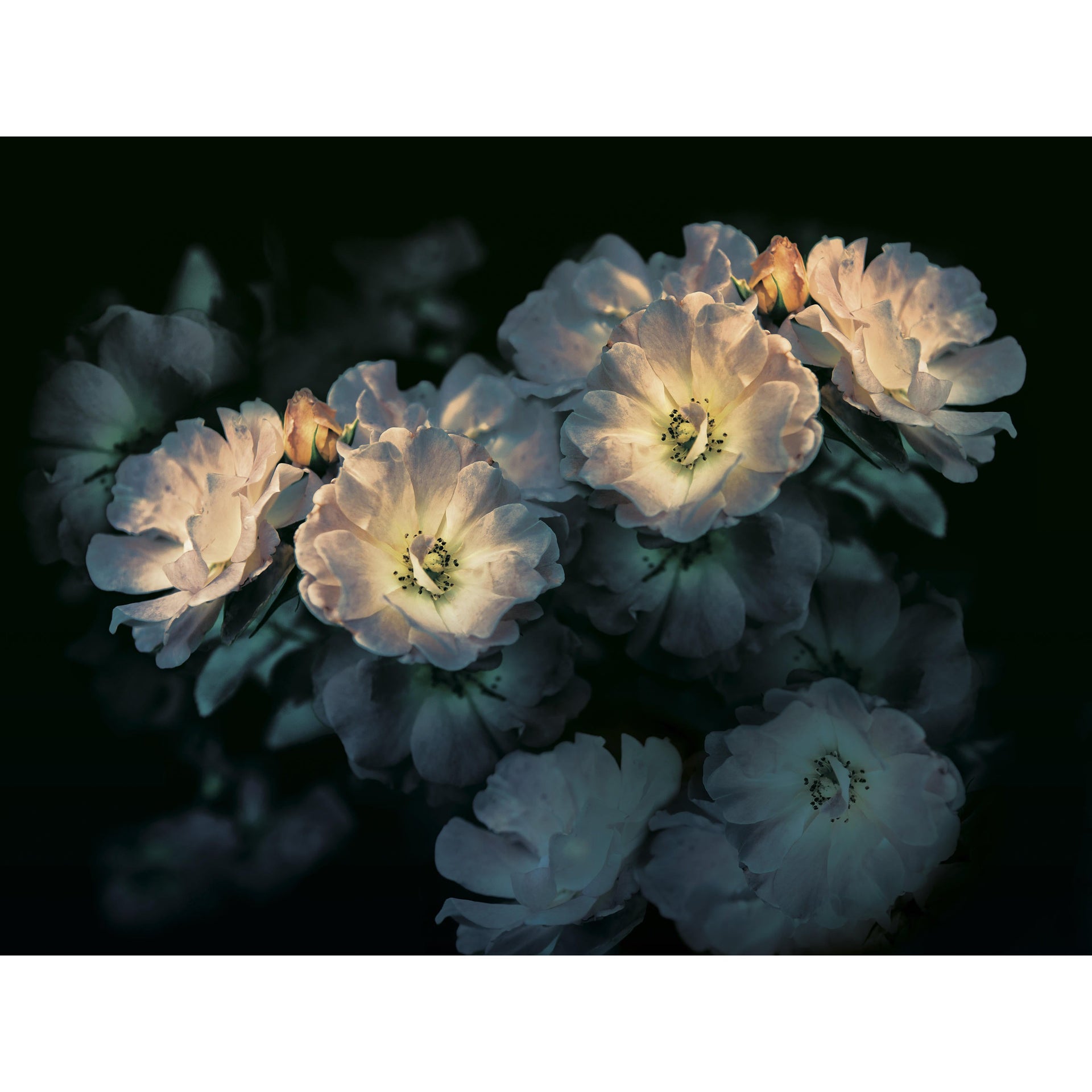 Aroma-Inkiostro Bianco-moderndesign.io