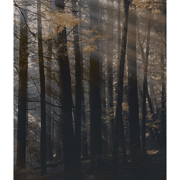Canadian Forest-London Art-moderndesign.io