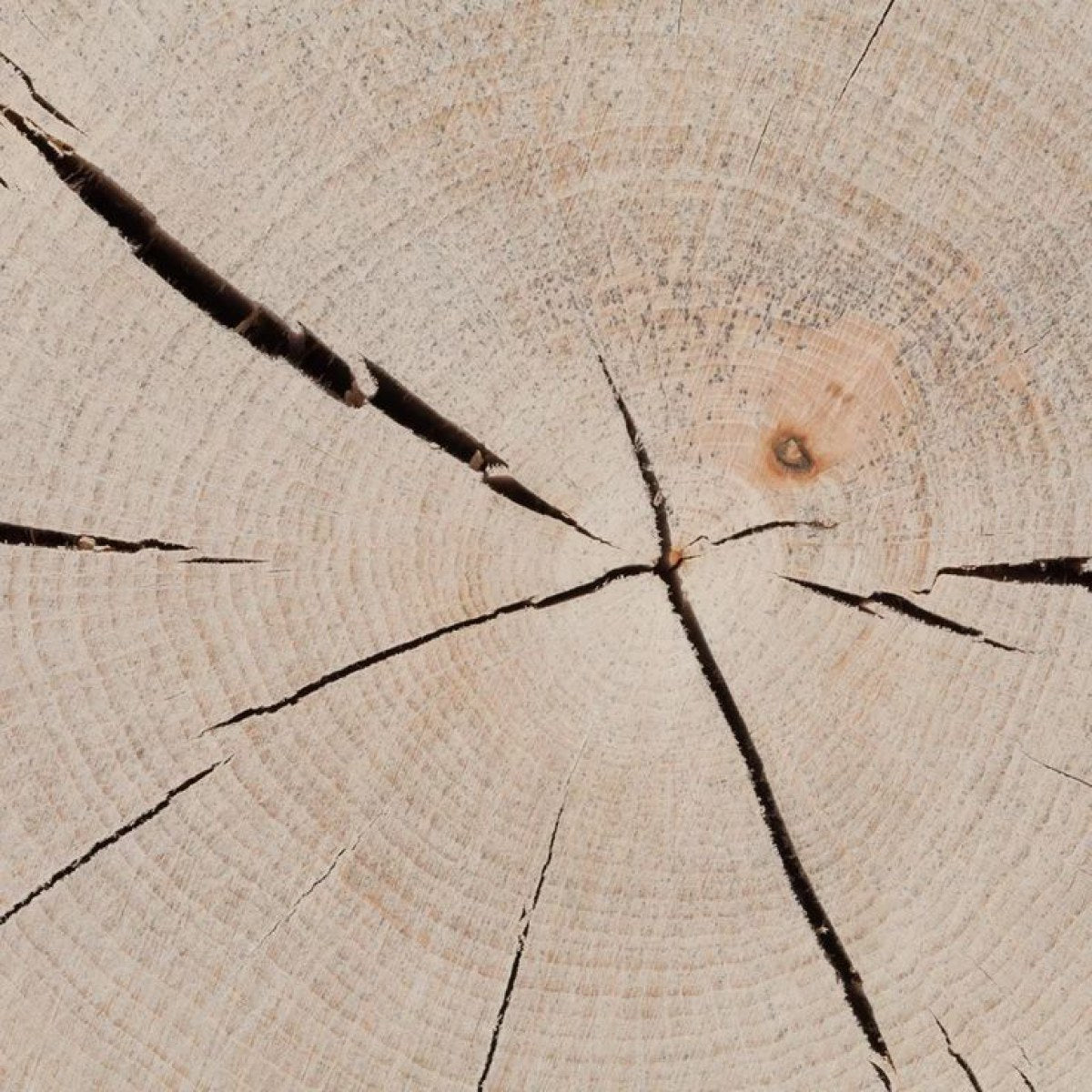 Log S/M/L Table (Side/Night)-Gervasoni-moderndesign.io
