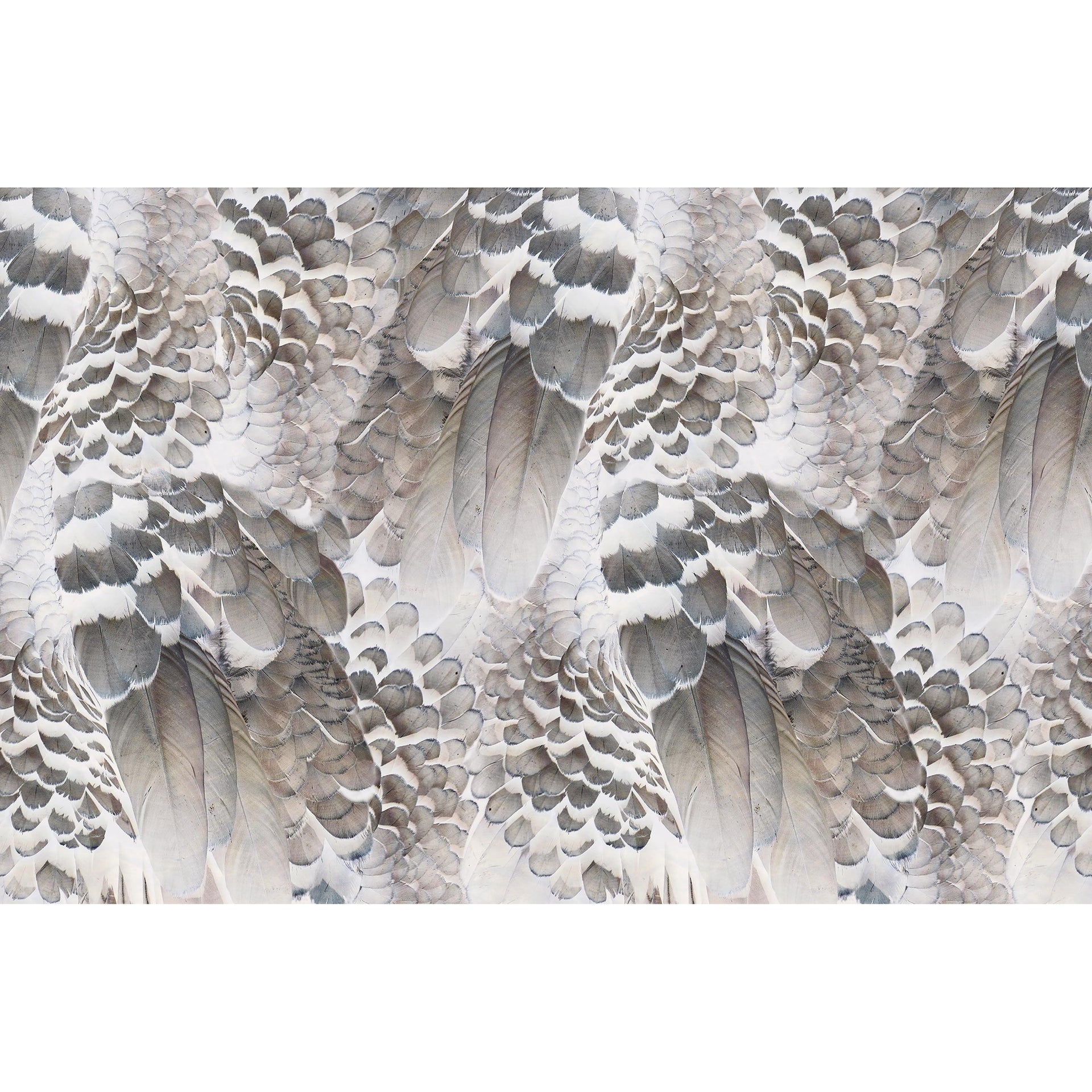 Wings-Inkiostro Bianco-moderndesign.io