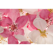 Apple Blossom-Digital Wallpaper-Rebel Walls-Pink / White-R11211