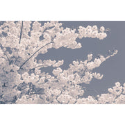 Blossom For the Bees-Digital Wallpaper-Rebel Walls-White / Grey-R13001