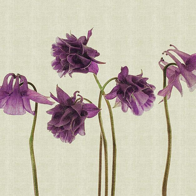 Campanula-Digital Wallpaper-London Art-Purple-13CP-02