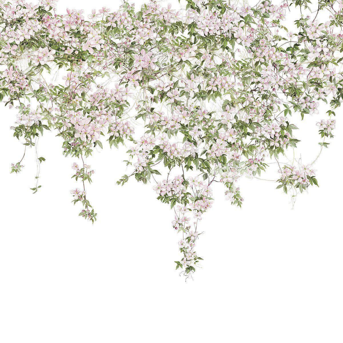 Clematis-Digital Wallpaper-Sian Zeng-