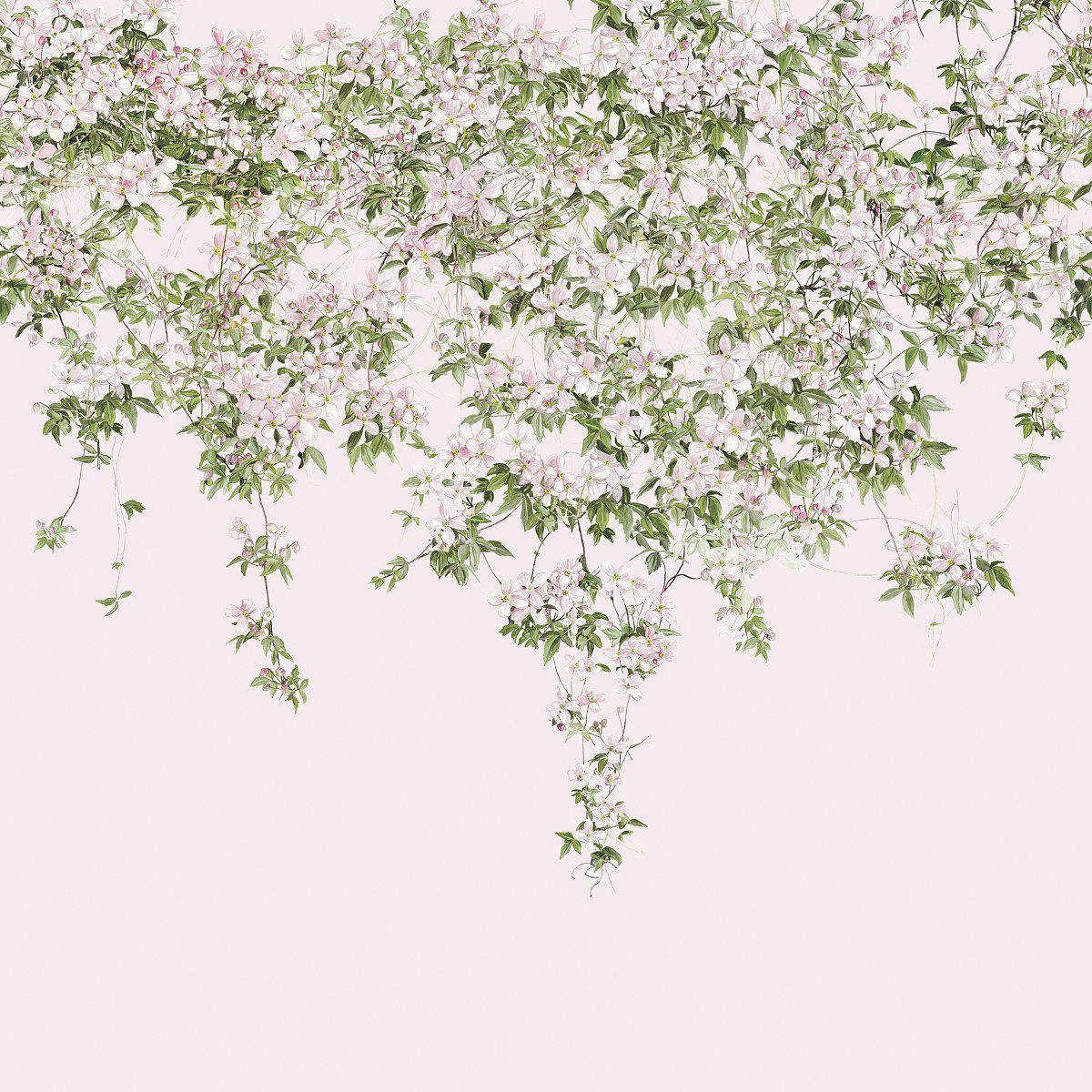 Clematis-Digital Wallpaper-Sian Zeng-