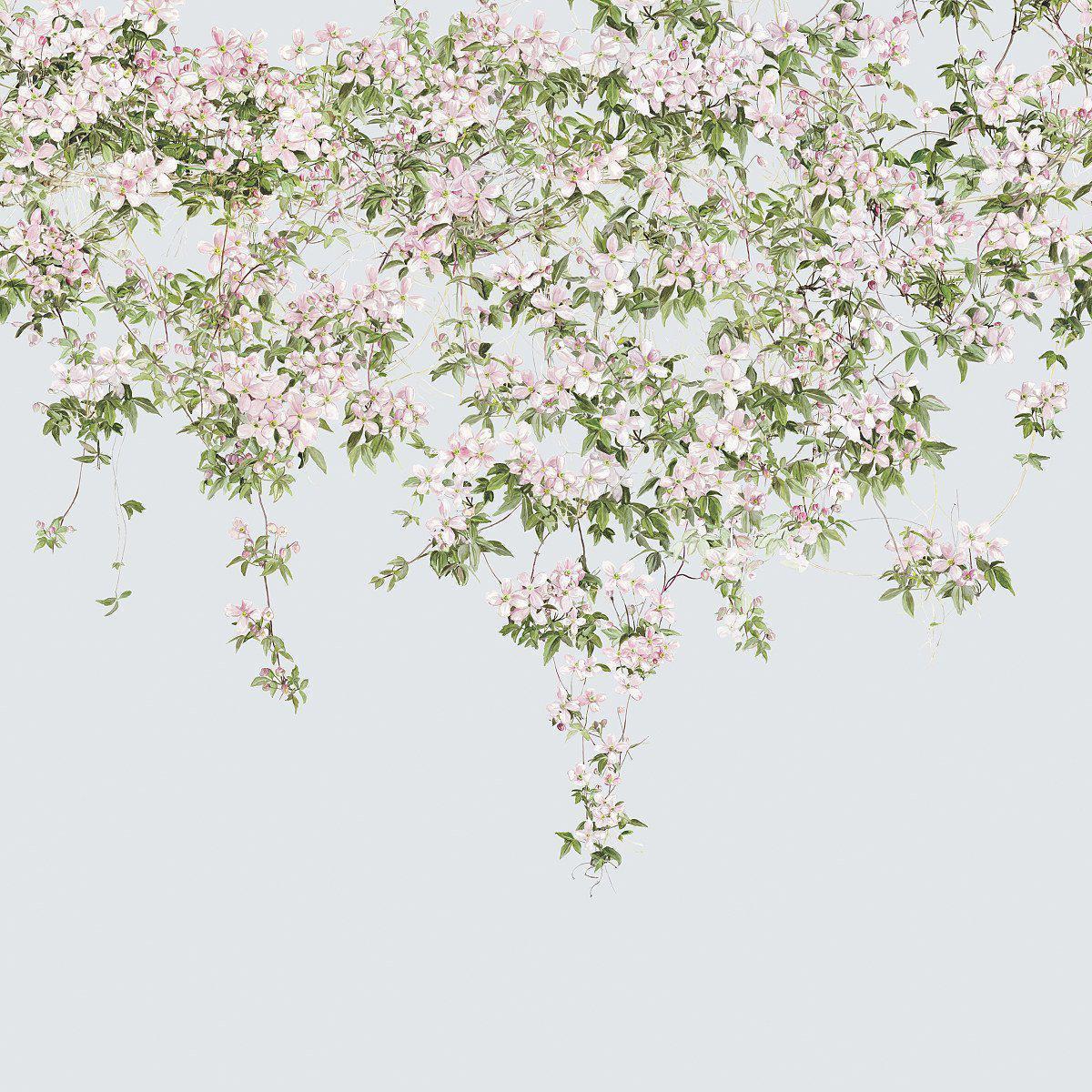 Clematis-Digital Wallpaper-Sian Zeng-