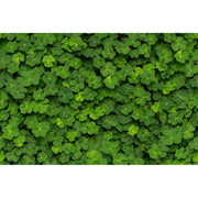 Clover-Digital Wallpaper-Rebel Walls-Green-R15841