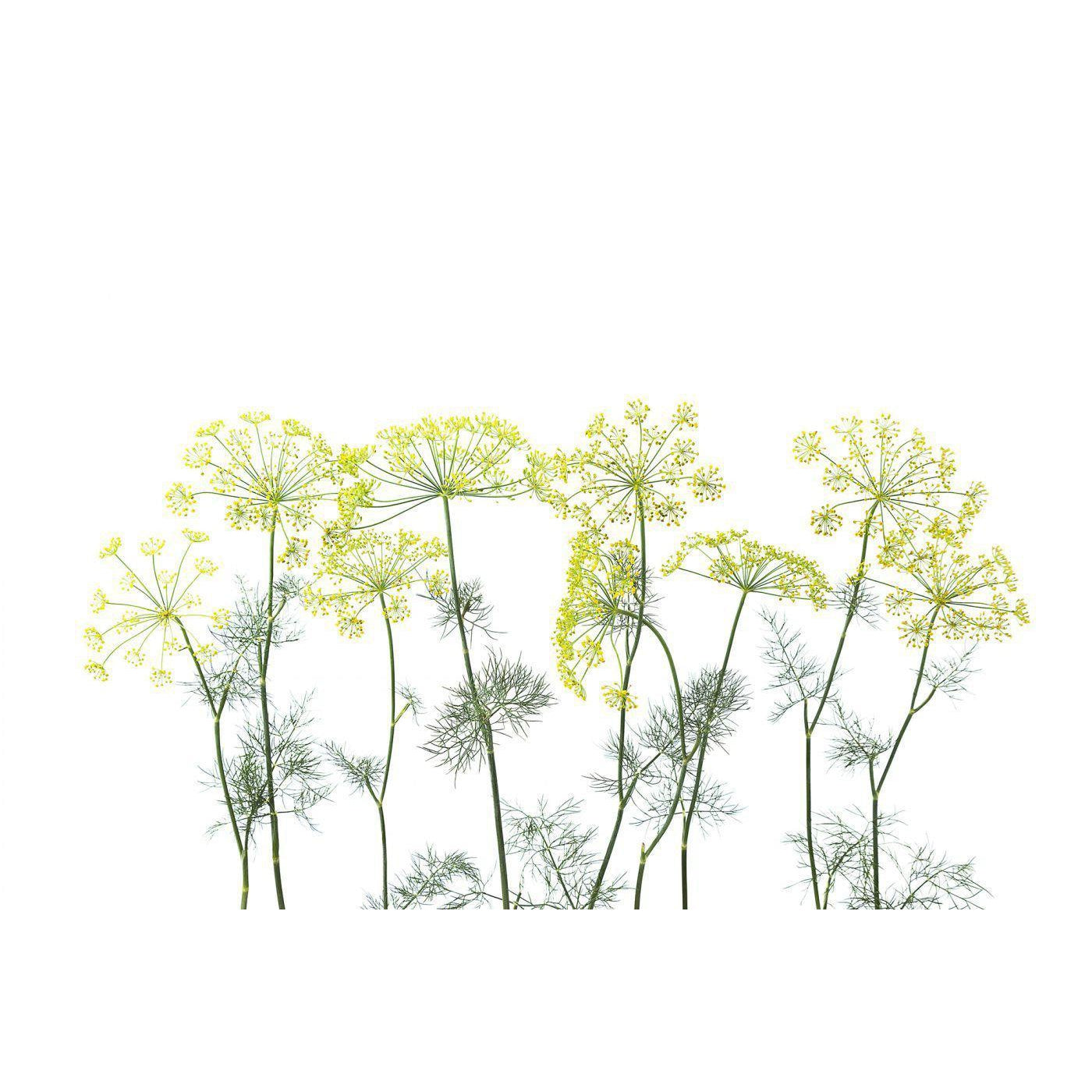 Crown of Dill-Digital Wallpaper-Rebel Walls-Green / White-R12951