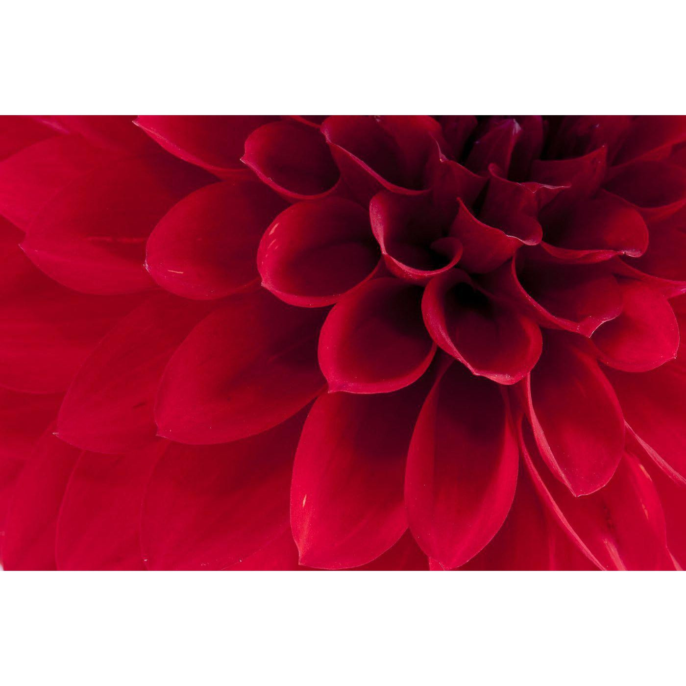 Dahlia-Digital Wallpaper-Rebel Walls-Red-R10601