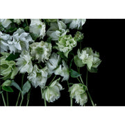 Double White Helebores-Digital Wallpaper-Back to the Wall-Green / White-