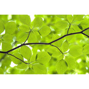 Leaves-Digital Wallpaper-Rebel Walls-Green-R11181