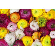 Ranunculus-Digital Wallpaper-Rebel Walls-Yellow / Pink / White-R13011