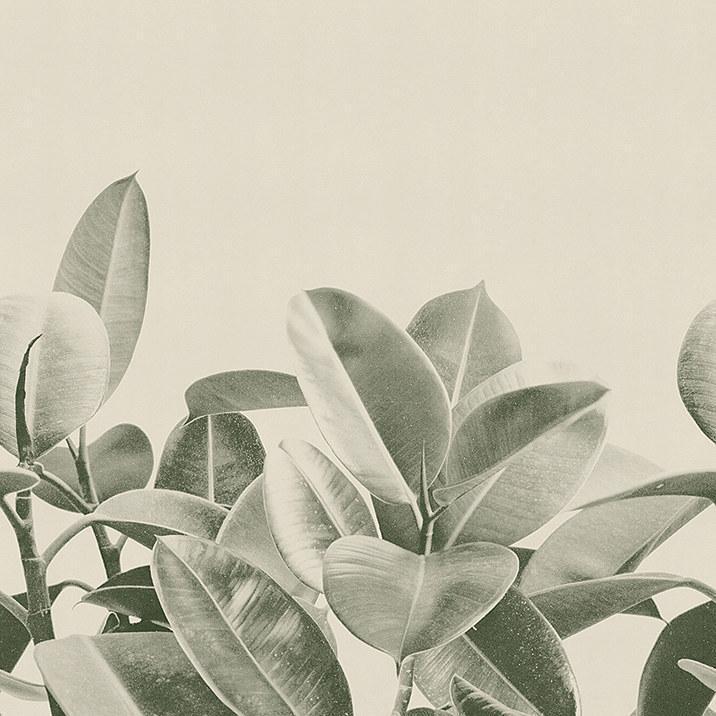 Rubber Plant-Digital Wallpaper-London Art-Green-18056-01