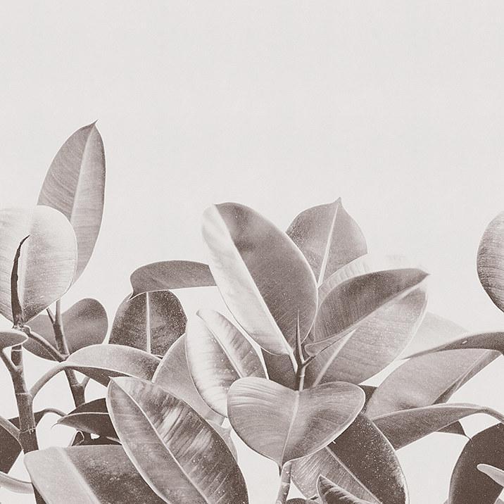 Rubber Plant-Digital Wallpaper-London Art-Grey-18056-02