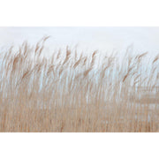 Swaying Reed-Digital Wallpaper-Rebel Walls-Brown / Blue-R13602