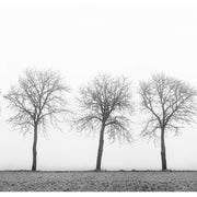 Tree Soldiers-Digital Wallpaper-Rebel Walls-Grey / White-R12981